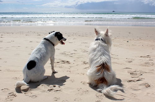 Photo 21 - Beachcomber Seafront Pet Friendly Cottage