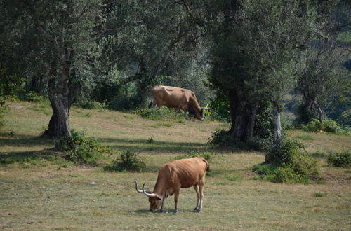 Photo 74 - Quinta do Rapozinho