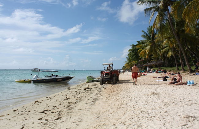 Faisan Dore - Foto 13