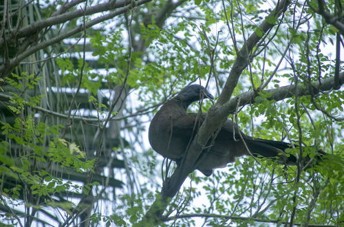 Foto 54 - Villas Cabuya Beach & Forest