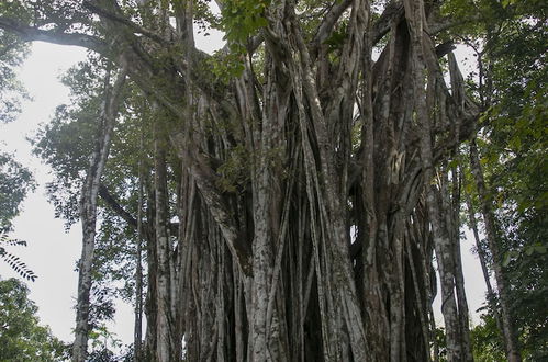 Photo 67 - Villas Cabuya Beach & Forest