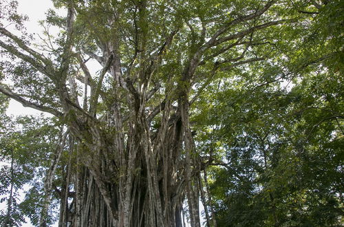 Foto 68 - Villas Cabuya Beach & Forest