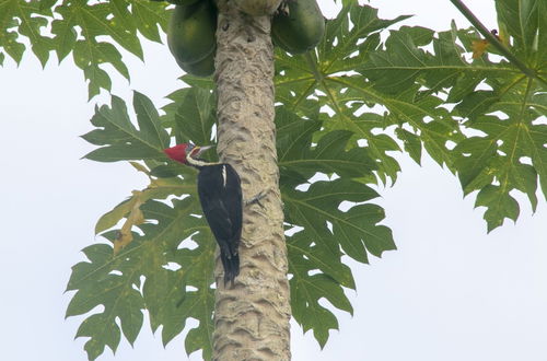 Foto 56 - Villas Cabuya Beach & Forest