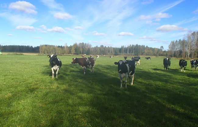 Maatilamatkailu Peräkangas - Foto 15