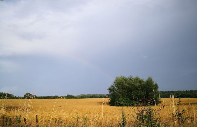 Domki Drewniane Świętne - Foto 14