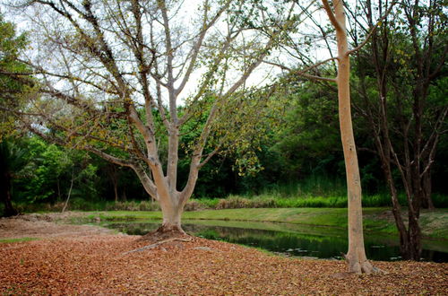 Photo 50 - Kruger Park Lodge Unit 612