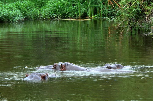 Photo 46 - Kruger Park Lodge Unit 612