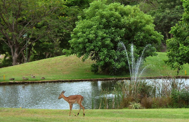 Kruger Park Lodge Unit 612 - Foto 31