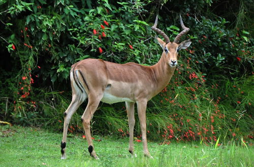 Photo 30 - Kruger Park Lodge Unit 611