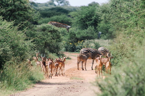 Photo 13 - Buyskop Lodge