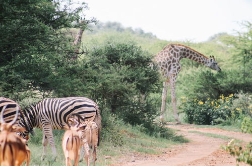 Photo 16 - Buyskop Lodge