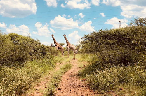 Photo 11 - Buyskop Lodge