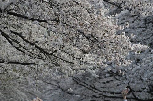 Photo 21 - TORA HOTEL Sensoji SUNNY