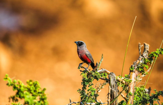 Zingela Nature Reserve - Doornstock Lodge - Photo 6
