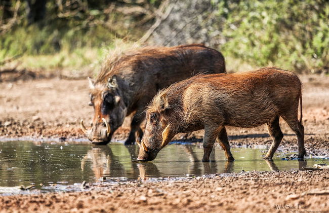 Zingela Nature Reserve - Doornstock Lodge - Photo 7