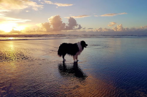 Photo 34 - Romantic Piha