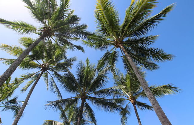 Unique Tropic Escape 111 - Foto 26