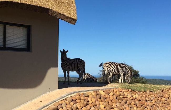 JBay Zebra Lodge - Foto 65