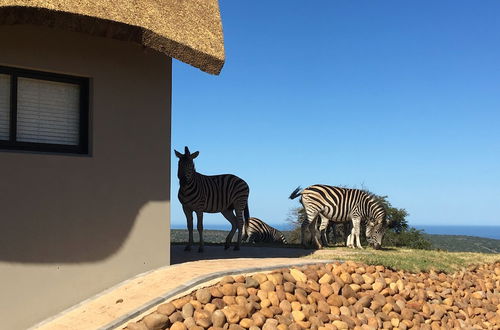 Foto 65 - JBay Zebra Lodge