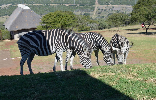 JBay Zebra Lodge - Foto 2