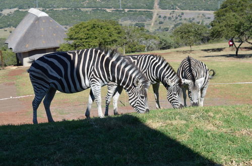 Photo 2 - JBay Zebra Lodge