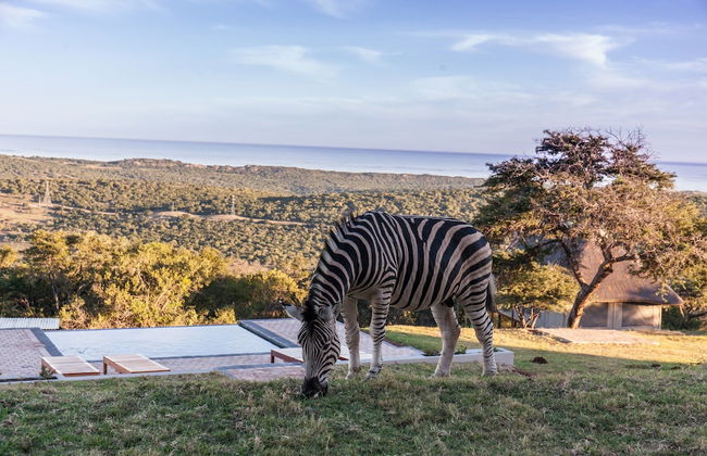 JBay Zebra Lodge - Foto 80