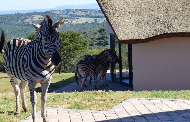 JBay Zebra Lodge - Foto 67