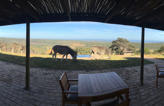 JBay Zebra Lodge - Foto 54