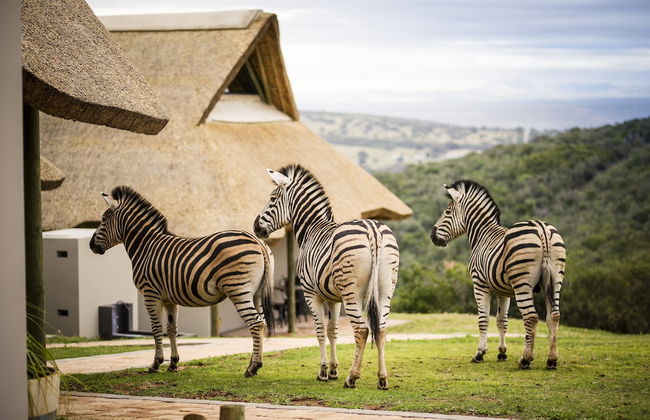 JBay Zebra Lodge - Foto 30