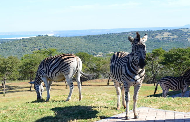 JBay Zebra Lodge - Foto 75