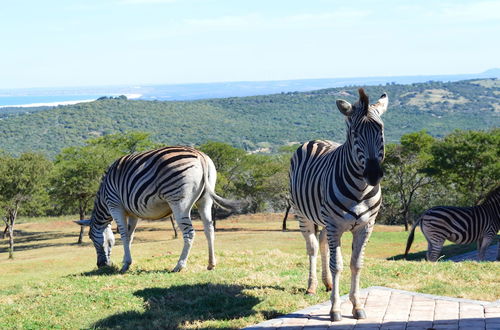 Foto 75 - JBay Zebra Lodge