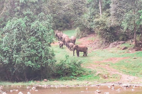 Photo 63 - Moon hill munnar