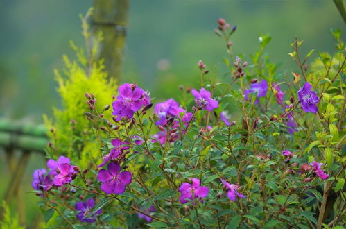 Photo 12 - Moon hill munnar