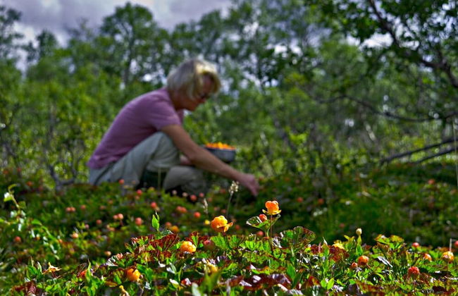 Fjällfrid Stugor - Foto 50