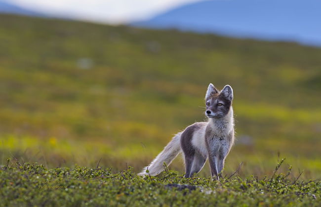 Fjällfrid Stugor - Foto 49