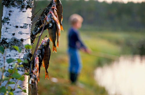 Photo 44 - Fjällfrid Stugor