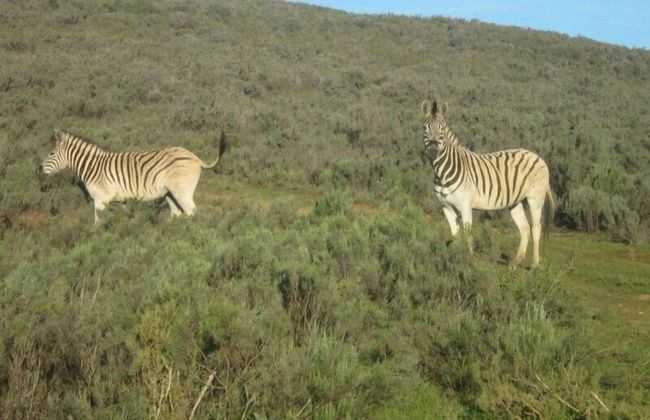 Swaynekloof Farm - Foto 40