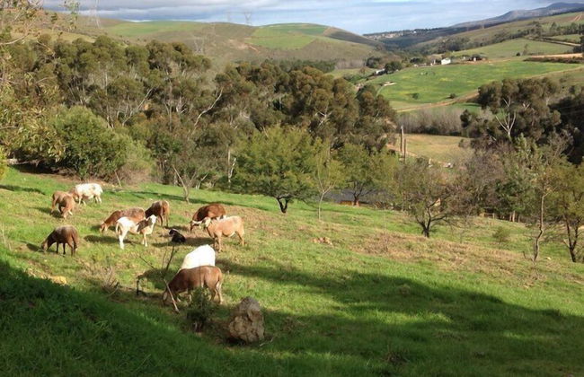 Swaynekloof Farm - Foto 51