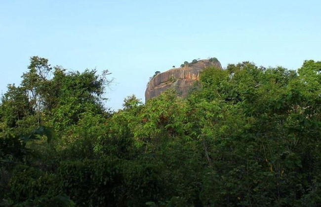 Thick forest sigiriya - Foto 32