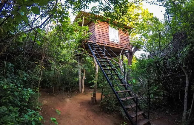 Thick forest sigiriya - Foto 33