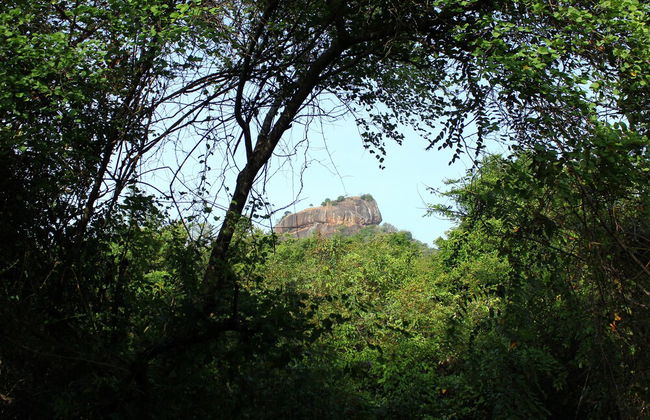 Thick forest sigiriya - Foto 29