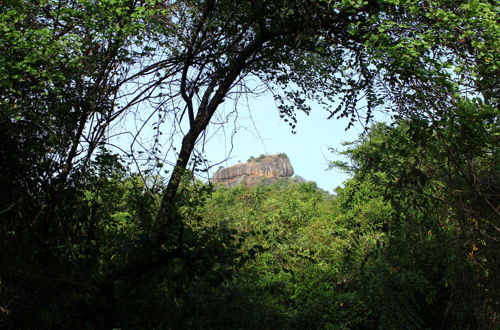 Photo 29 - Thick forest sigiriya