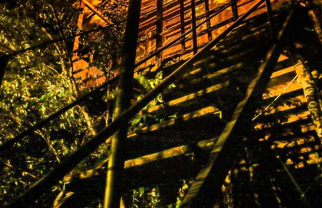 Thick forest sigiriya - Foto 1