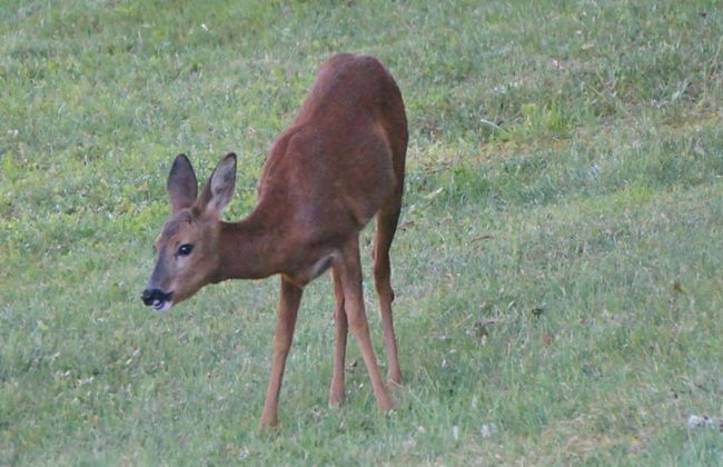 Estate in Dordogne Near Sites - Foto 33