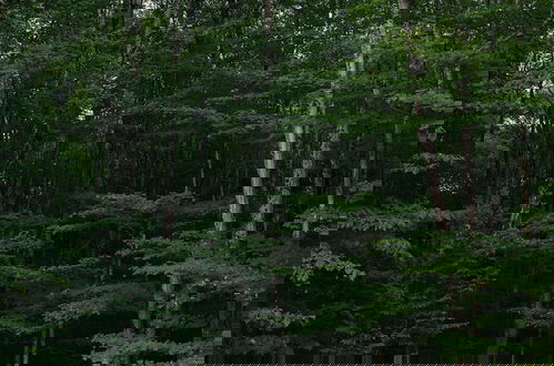 Foto 17 - Forest Mountain Escape: Beautiful Mountaintop Escape In Mendon, Vt. 20 Min To Killington/14 To Pico. 4 Bedroom Home