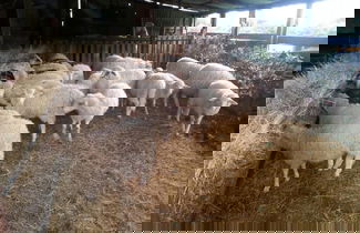 Foto 1 - Agriturismo Le Sughere