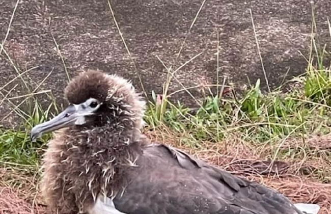 Kamahana 16 - Downstairs - Foto 34