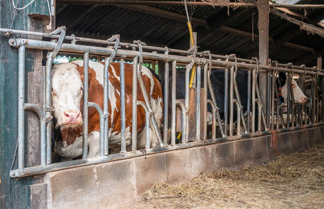 Cozy Apartment in Enschede Near Forest - Foto 52