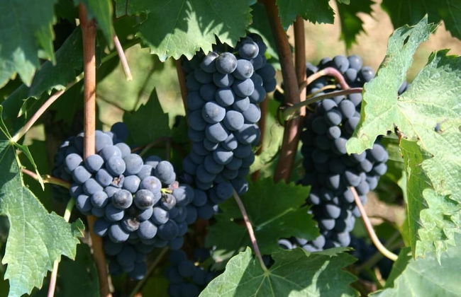 Agriturismo Podere La Cava - Foto 15