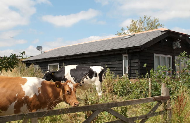 Bull Farm Studios - Foto 10